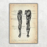 Knie Anatomie Sammlung - Animus Medicus GmbH
