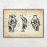 Knie Anatomie Sammlung - Animus Medicus GmbH
