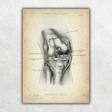 Knie Anatomie Sammlung - Animus Medicus GmbH