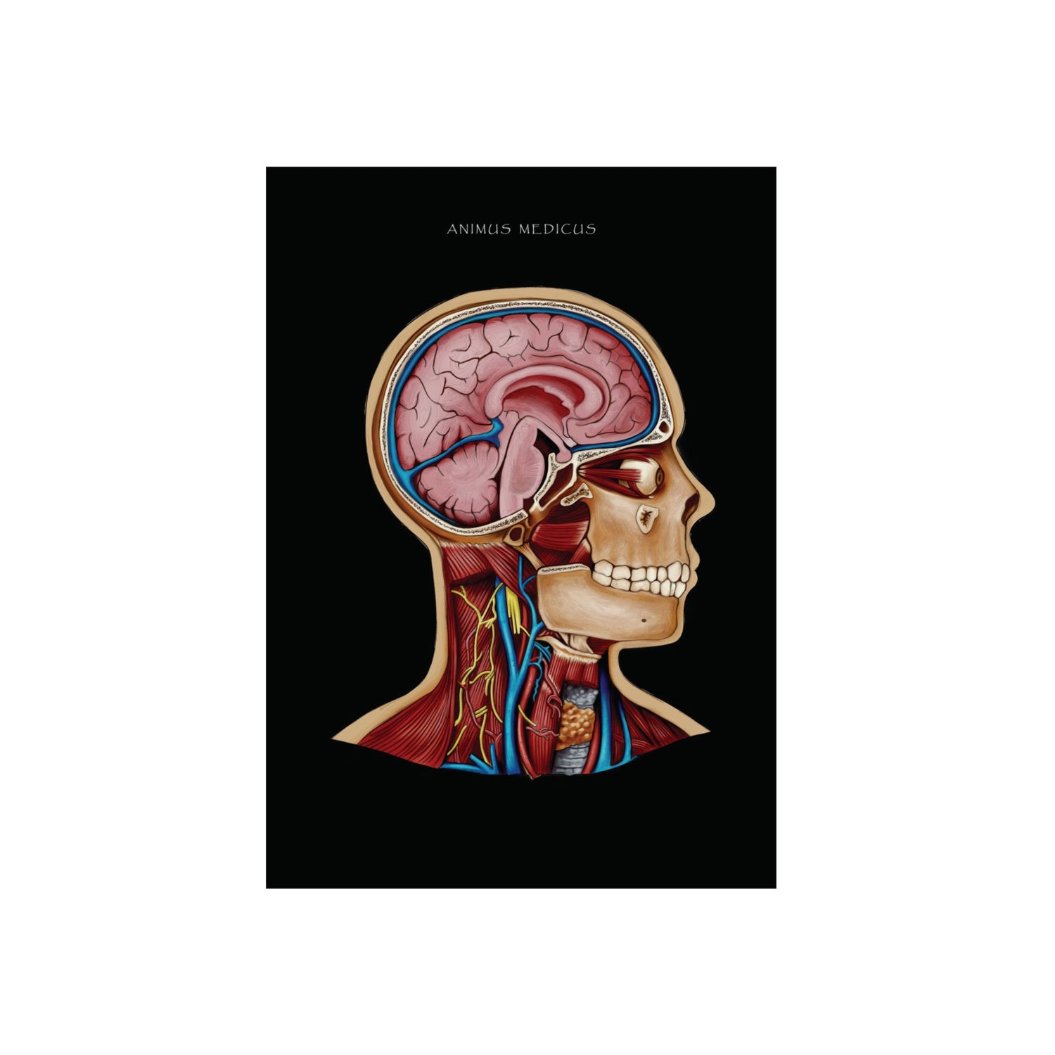 LIMITED - Aluminium Print mit exklusiven limited Design - Animus Medicus GmbH