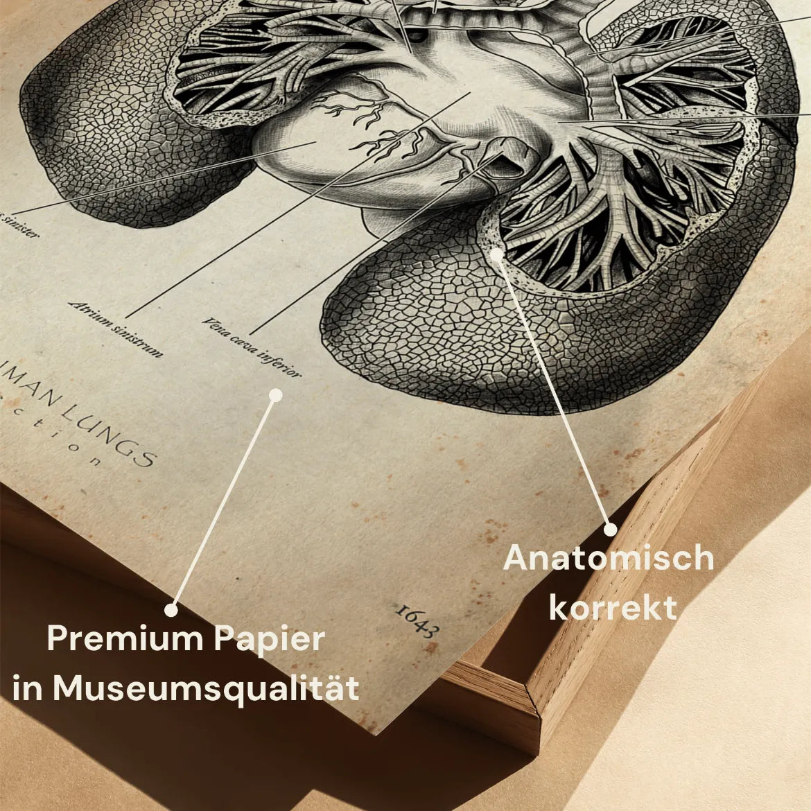 Lungen Anatomie - Animus Medicus GmbH