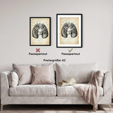 Lungen Anatomie - Animus Medicus GmbH