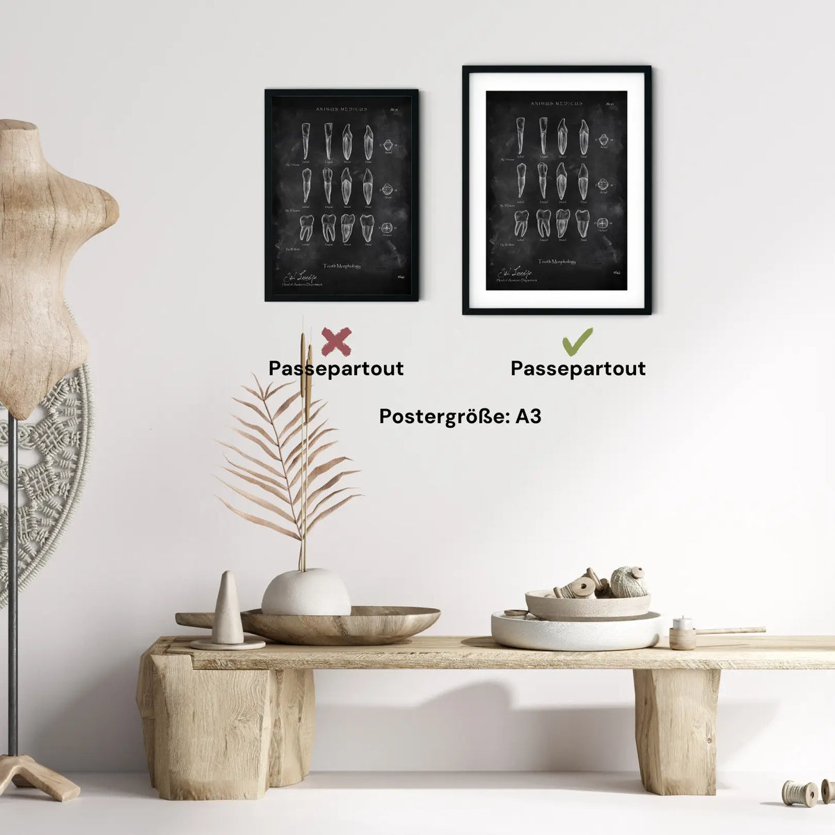 Morphologie der Zähne - Chalkboard - Animus Medicus GmbH