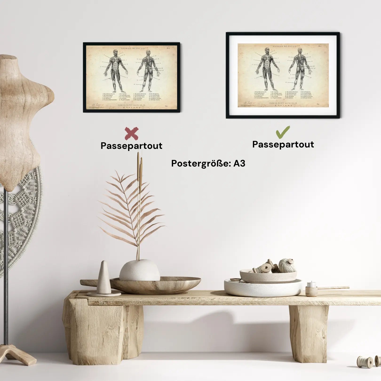 Muskeln Anatomie - Animus Medicus GmbH