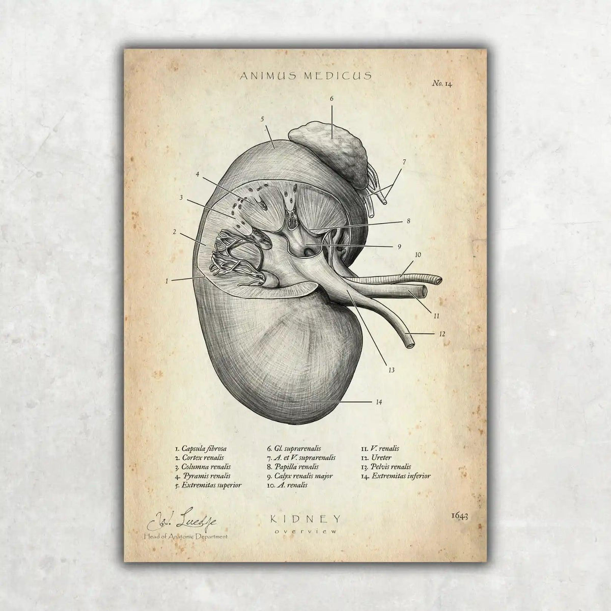 Nieren Anatomie - Animus Medicus GmbH