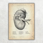 Nieren Anatomie - Animus Medicus GmbH