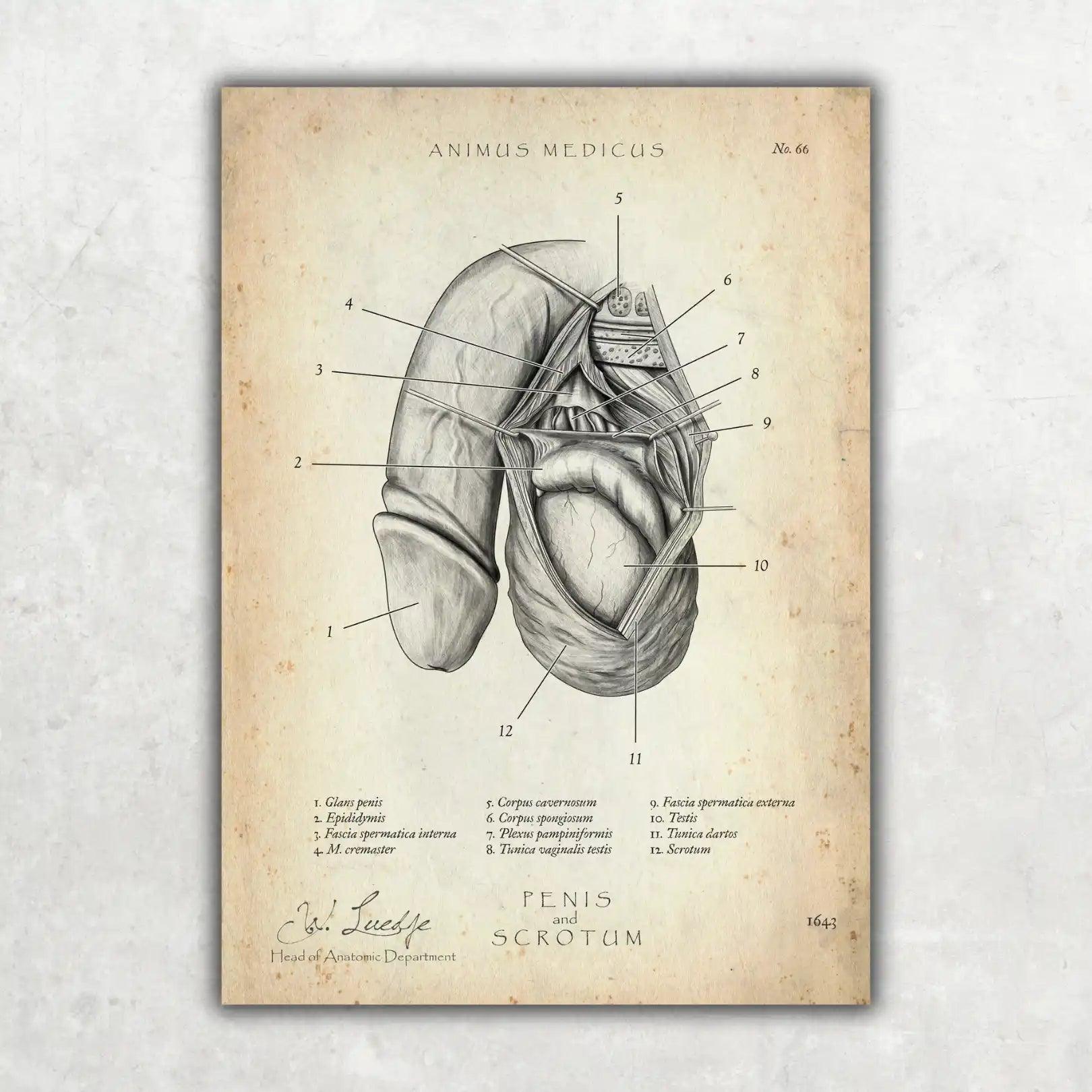 Penis met testikels anatomie poster-Animus Medicus – Animus Medicus GmbH