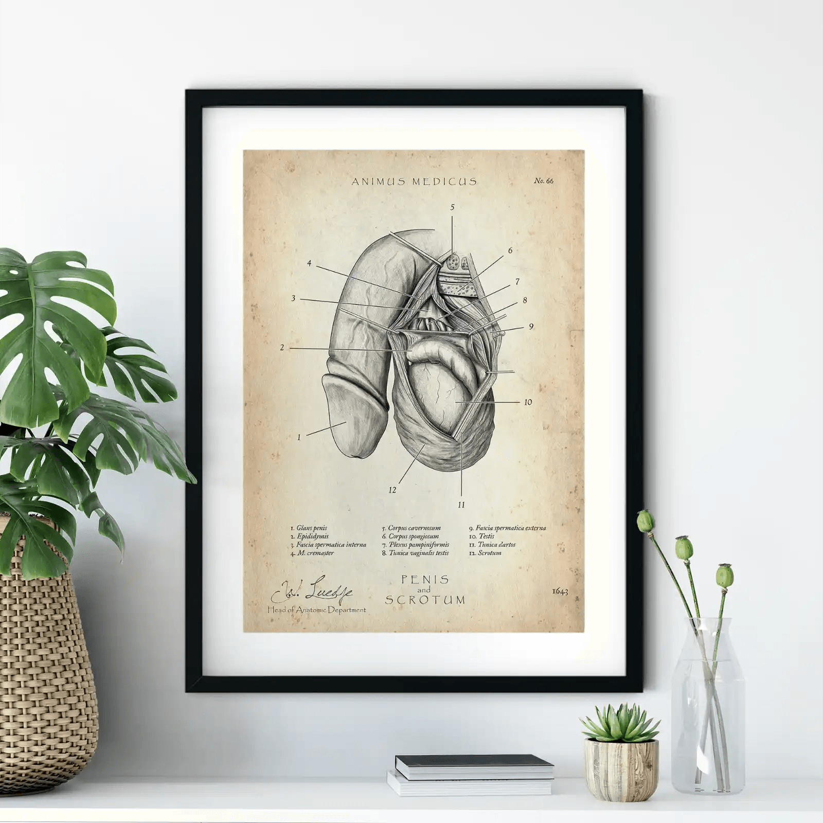 Penis met testikels anatomie poster-Animus Medicus – Animus Medicus GmbH