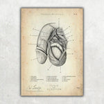Penis mit Scrotum - Animus Medicus GmbH