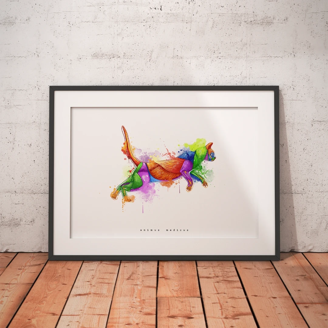 Katze Anatomie - Rainbow