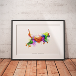 Katze Anatomie - Rainbow