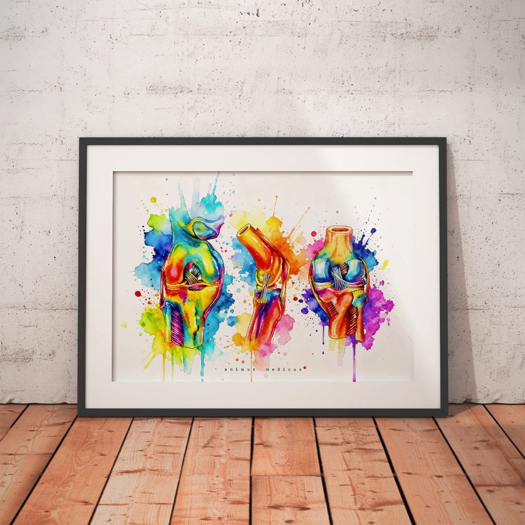 Knie Anatomie - Rainbow