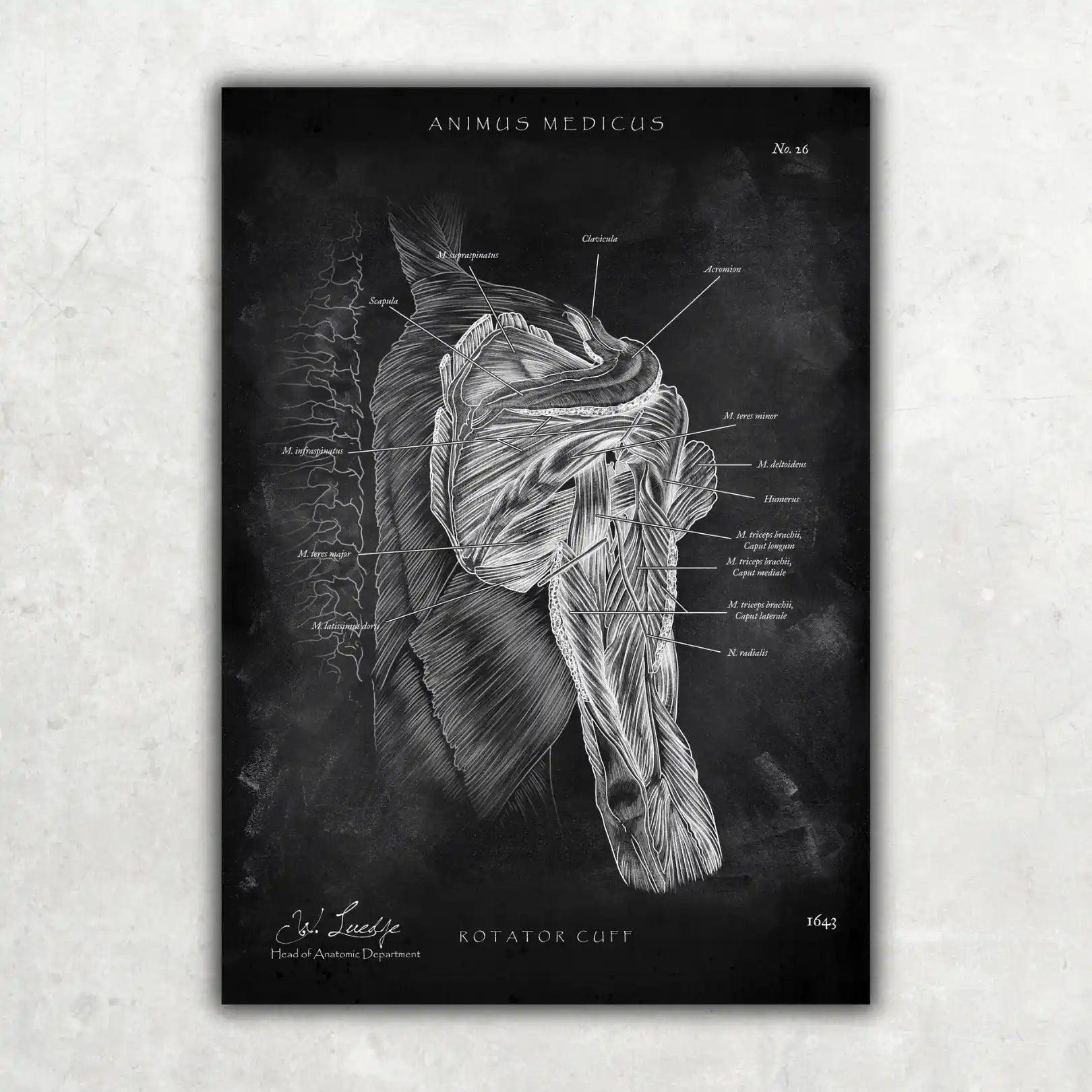 Rotatorenmanschette Anatomie - Chalkboard - Animus Medicus GmbH