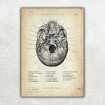 Schädelbasis Anatomie - Animus Medicus GmbH