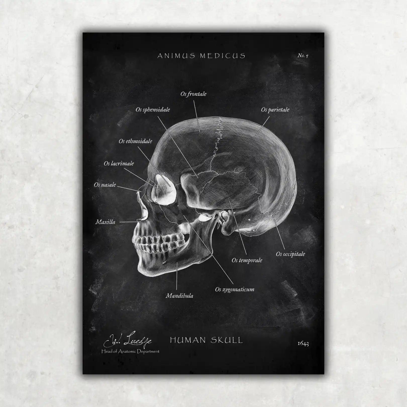 Schädelknochen Anatomie - Chalkboard - Animus Medicus GmbH