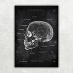 Schädelknochen Anatomie - Chalkboard - Animus Medicus GmbH