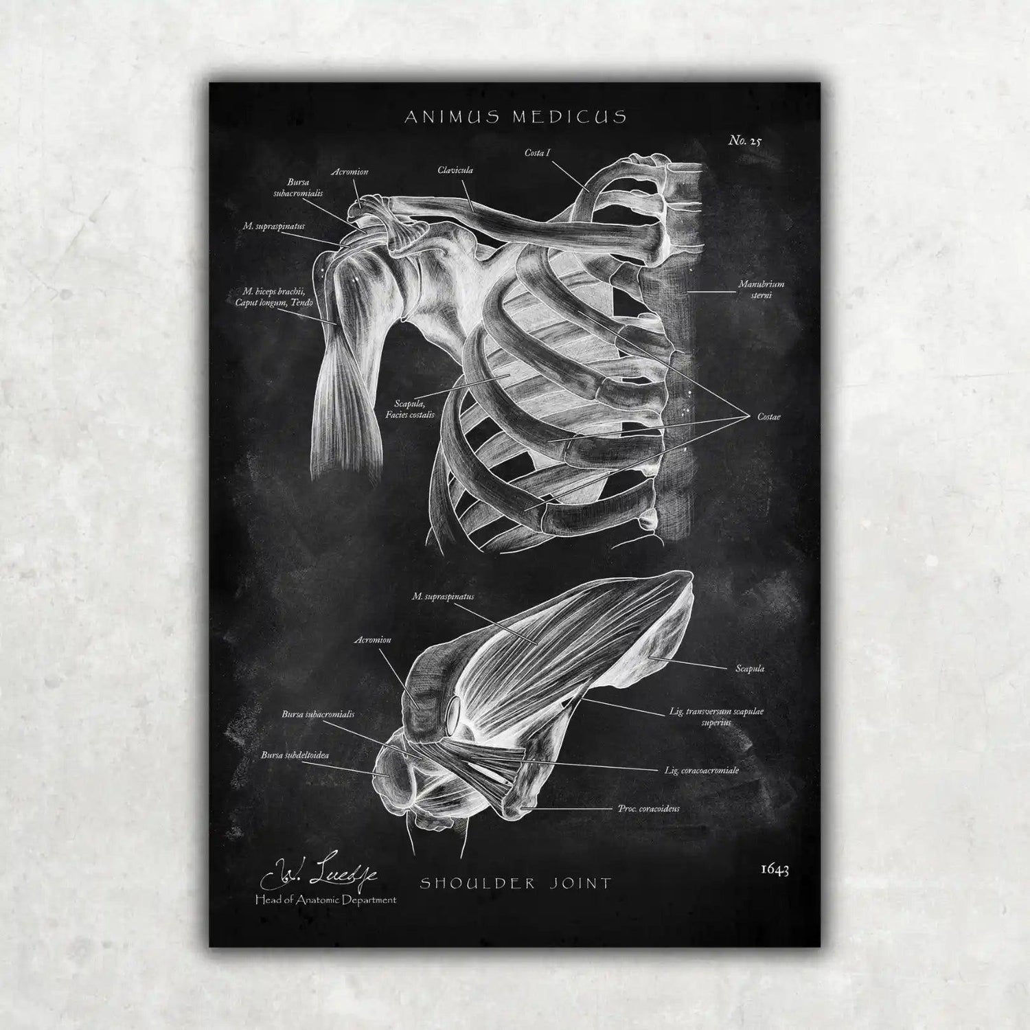 Schultergelenk Anatomie - Chalkboard - Animus Medicus GmbH
