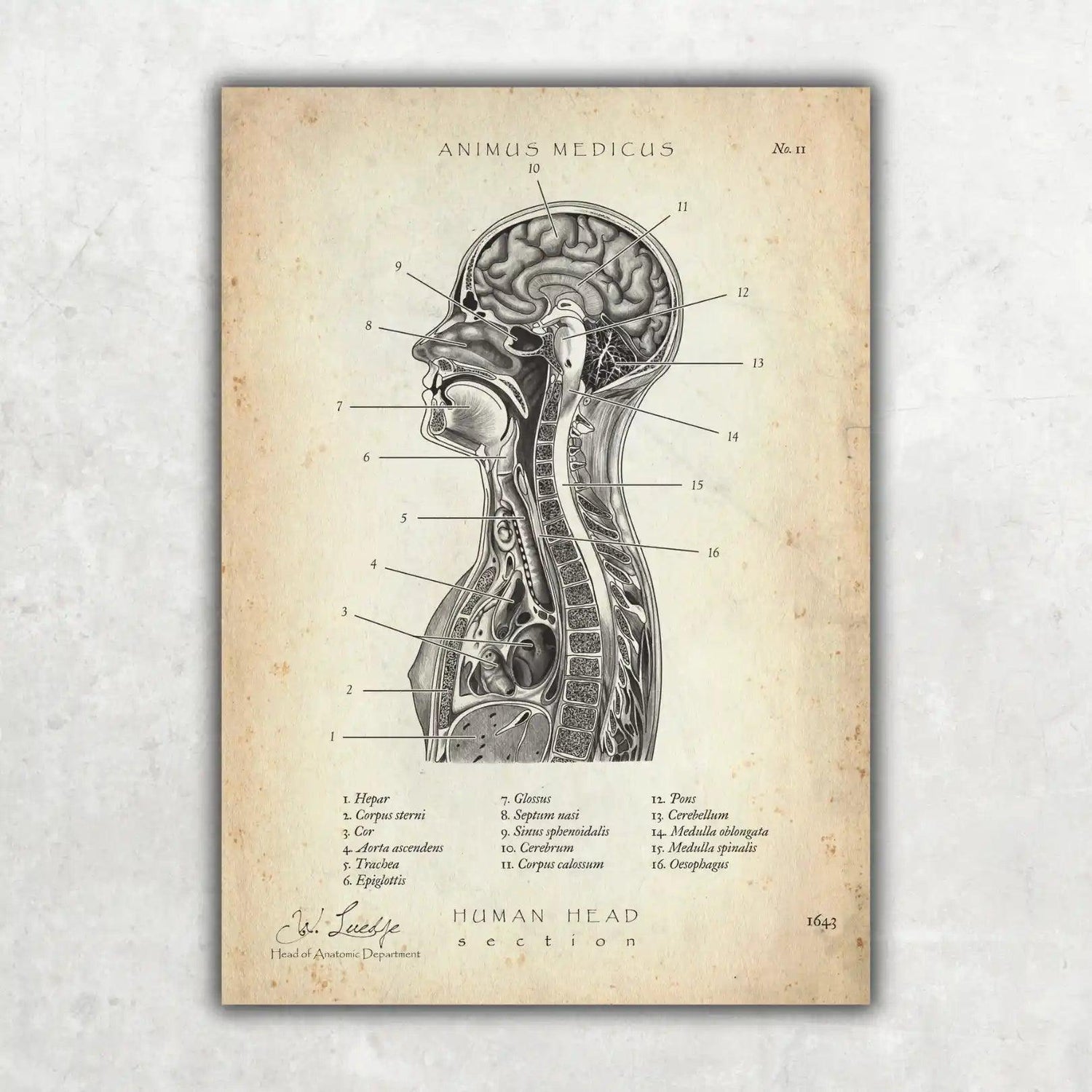 Thorax Anatomie - Animus Medicus GmbH