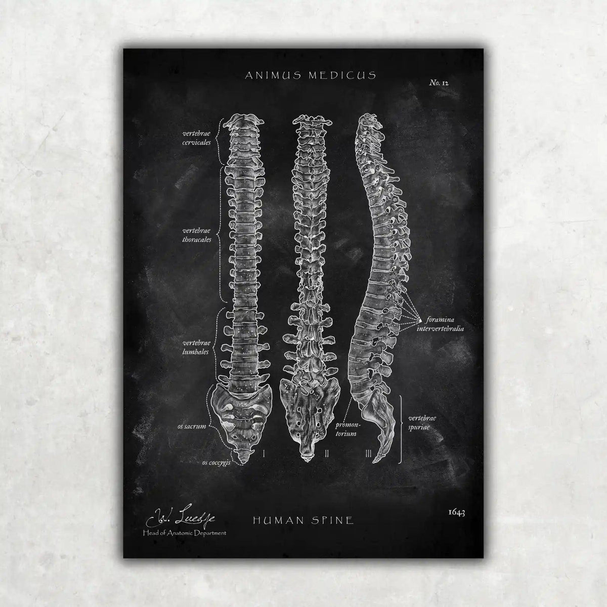 Wirbelsäule | Aufbau und Anatomie - Chalkboard - Animus Medicus GmbH