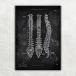 Wirbelsäule | Aufbau und Anatomie - Chalkboard - Animus Medicus GmbH