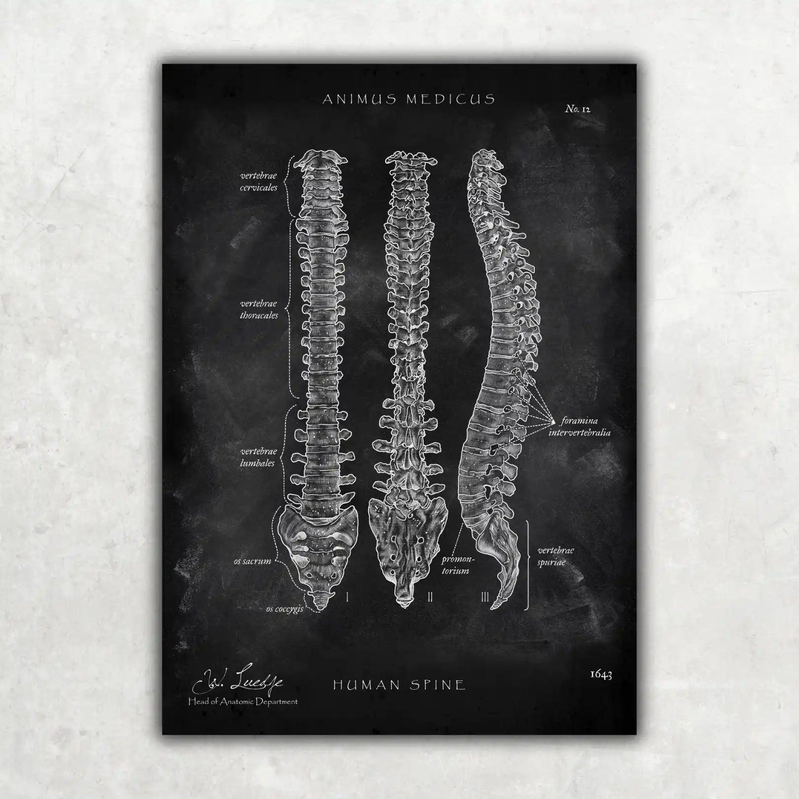 Wirbelsäule | Aufbau und Anatomie - Chalkboard - Animus Medicus GmbH