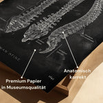 Wirbelsäule | Aufbau und Anatomie - Chalkboard - Animus Medicus GmbH