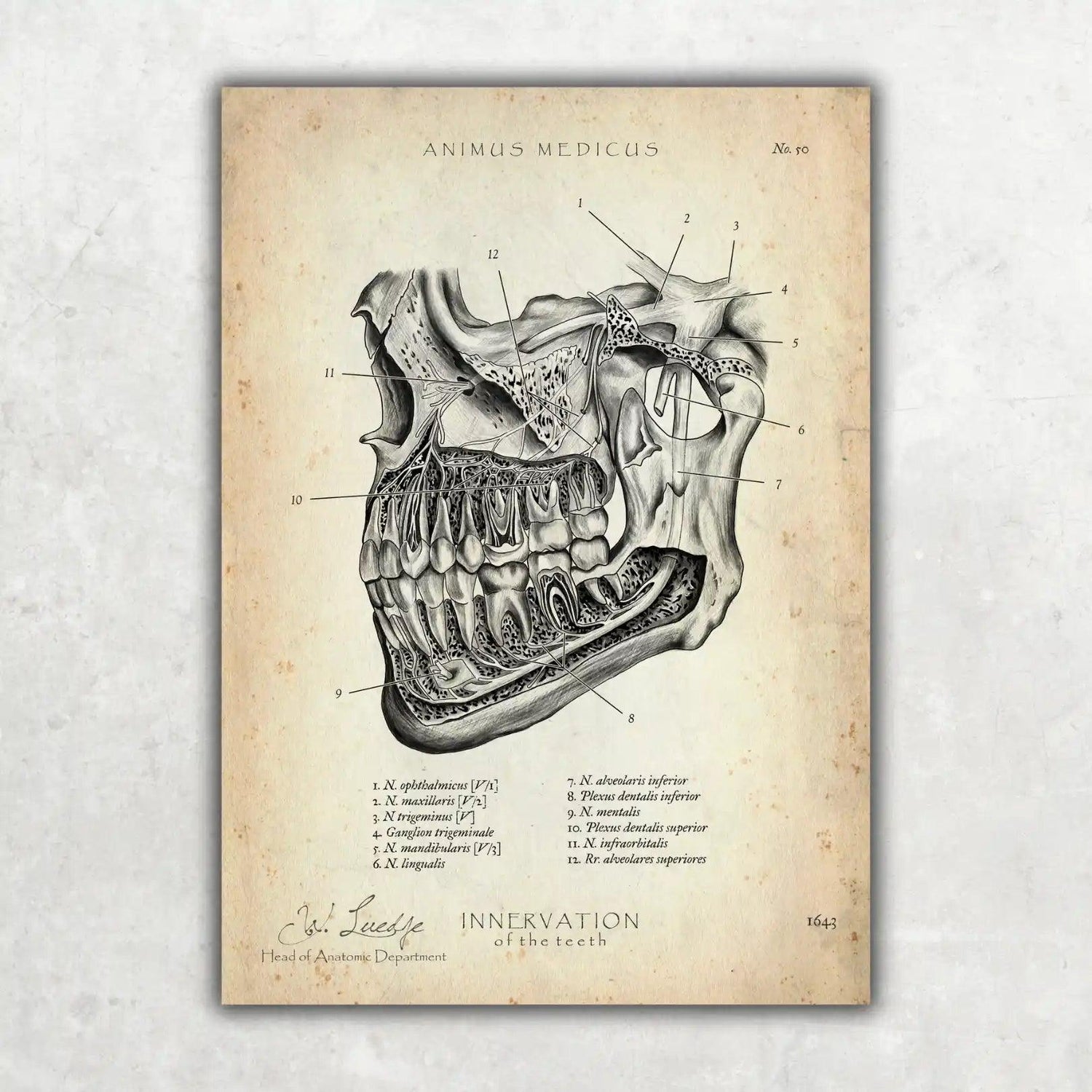 Zahn Innervation - Animus Medicus GmbH