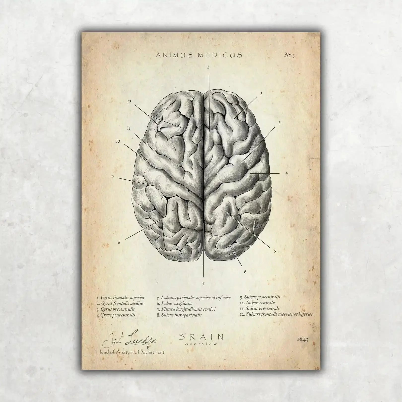 Neurologie Bundel