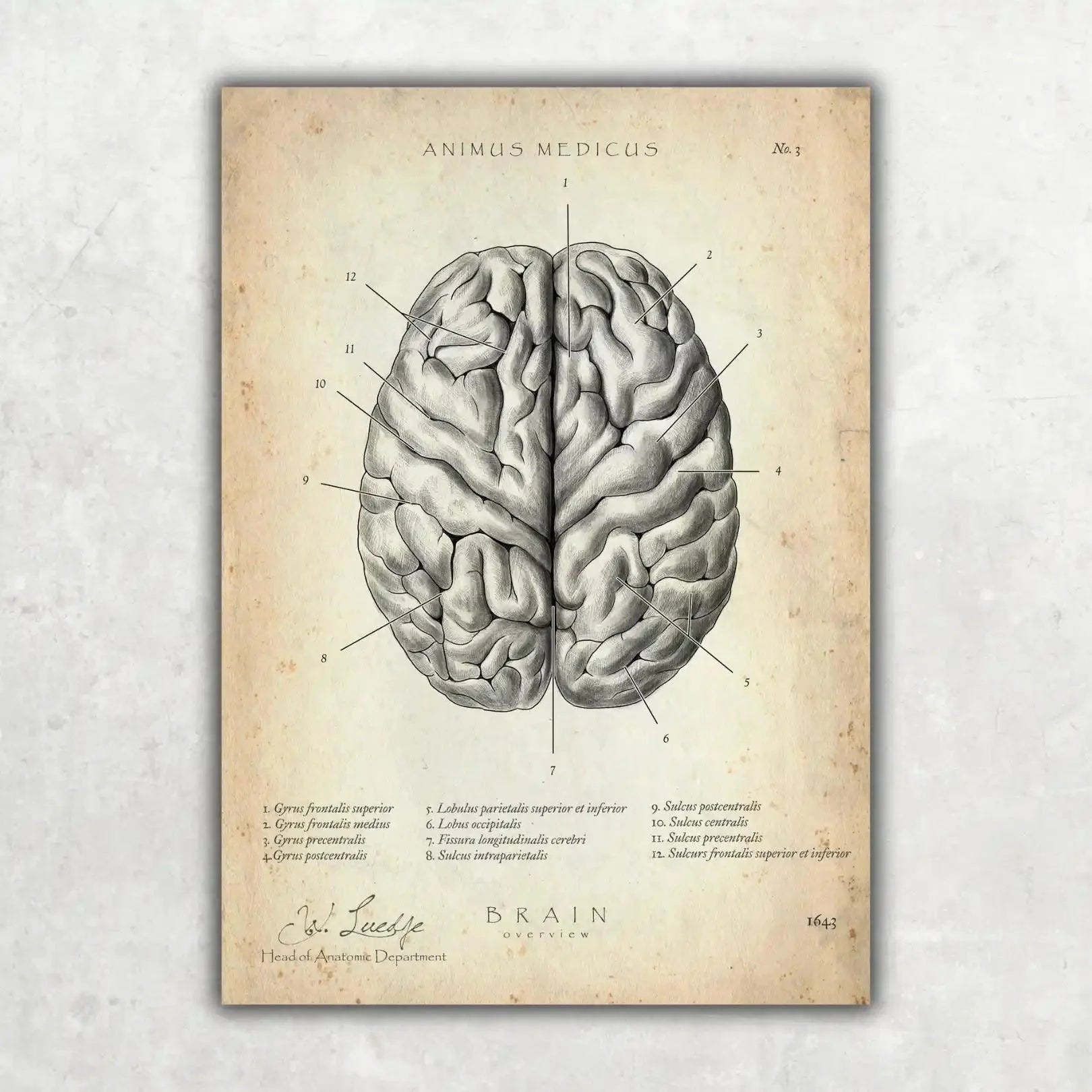 Neurologie bundel