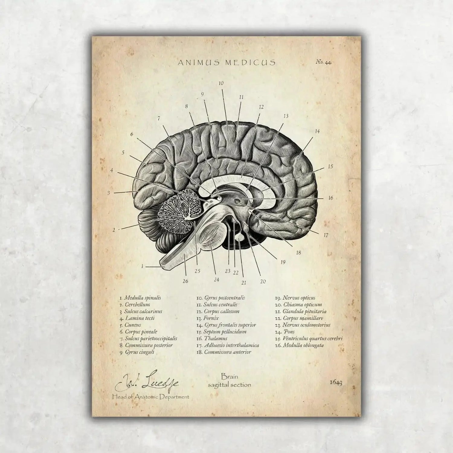 Neurologie Bundle